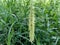 Close up Pennisetum purpureum Cenchrus purpureus Schumach, Napier grass, elephant grass, Uganda grass, kolonjono, suket gajah wi