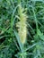 Close up Pennisetum purpureum Cenchrus purpureus Schumach, Napier grass, elephant grass, Uganda grass, kolonjono, suket gajah wi