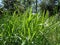 Close up Pennisetum purpureum Cenchrus purpureus Schumach, Napier grass, elephant grass, Uganda grass, kolonjono, suket gajah wi