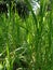 Close up Pennisetum purpureum Cenchrus purpureus Schumach, Napier grass, elephant grass, Uganda grass, kolonjono, suket gajah wi