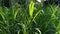 Close up Pennisetum purpureum Cenchrus purpureus Schumach, Napier grass, elephant grass, Uganda grass, kolonjono, suket gajah wi