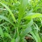 Close up the Pennisetum purpureum grass leaf. in Indonesia, it's called rumput gajah.
