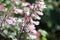 Close Up of Penstemon Growing in a Sunny Flower Border