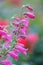 Close-up of penstemon schoenholzeri or penstemon firebird blooming in springtime