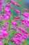 Close-up of penstemon schoenholzeri or penstemon firebird blooming in springtime