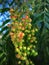 Close up of pepper tree with green and pink fruits.