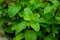 Close up Peppermint or Kitchen Mint growing in the garden at home for food menu or organic drinks.