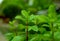 Close up Peppermint or Kitchen Mint growing in the garden at home for food menu or organic drinks.