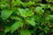 Close up Peppermint or Kitchen Mint growing in the garden at home for food menu or organic drinks.