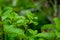 Close up Peppermint or Kitchen Mint growing in the garden at home for food menu or organic drinks.