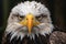 close-up of a perched bald eagle, eyes sharply focused