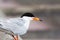 Close up of perched Forster`s Tern bird foraging for food
