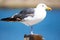 Close up of perched seagull bird sitting on one leg at the ocean