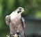 Close up of a Peregrine Falcon