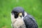 A close up of a Peregrine Falcon