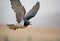 A close up of a Peregrine Falcon