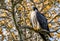 A close up of a Peregrine Falcon