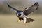 A close up of a Peregrine Falcon