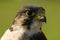 Close-up of peregrine falcon head facing right