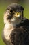 Close-up of peregrine falcon head and neck