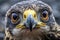 close-up of peregrine falcons eyes during hunt