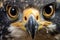 close-up of peregrine falcons eyes during hunt