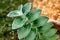 Close-up of perennial evergreen herbaceous tradescantia sillamontana in the summer garden