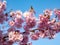 Close up of perfect, bright pink Japan sakura flowers with blue sky