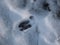 Close-up of a perfect footprints of roe deer Capreolus capreolus on the ground covered with snow in winter