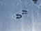 Close-up of a perfect footprints of roe deer (Capreolus capreolus) on the ground covered with snow in winter