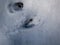 Close-up of a perfect footprints of roe deer (Capreolus capreolus) on the ground covered with snow in winter