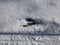 Close-up of a perfect footprints of roe deer (Capreolus capreolus) on the ground covered with snow in winter