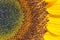 Close-up of the perfect sunflower