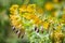 Close up of Peritoma arborea known as bladderpod wildflowers and seed pods blooming in a public park in South San Francisco Bay