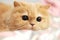 Close up persian cat