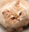 Close-up persian cat