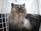 Close-up of a persian cat in a cage loking curious outside.