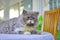 Close-up of a persian kitten