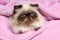 Close up of a persian seal colourpoint cat on a pink bedspread