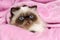 Close up of a persian seal colourpoint cat on a pink bedspread