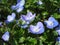 Close-up of persian speedwell