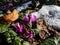 Close-up of the Persian violet, sowbread, Eastern cyclamen, round-leaved cyclamen Cyclamen coum with lovely heart-shaped, glossy