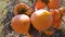 Close up of persimmon fruit on the tree. Persimmon in fiel. Garden with fresh persimmon fruit