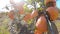 Close up of persimmon fruit on the tree. Persimmon in fiel. Garden with fresh persimmon fruit