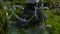 CLOSE UP: Person exploring woods steps into river flowing along rocky riverbed