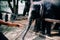 Close up person hand feeding vegetable to giant elephant trunk in the zoo.Cute Thai animal