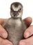 Close-up of person holding a Hawaiian Goose or NÆ’Ã¬nÆ’Ã¬, Branta sandvicensis, a species of goose, 4 days old