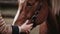 A close up of a person petting a horse. Generative AI image.
