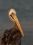 Close-up of Peruvian Pelican