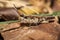 Close up pest Chorthippus brunneus or common field brown grasshopper on the ground eating green grass leaf